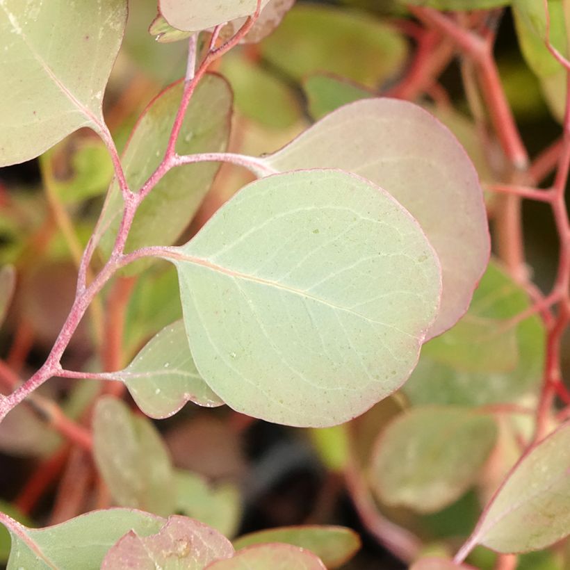 Eucalyptus polyanthemos - Eucalipto de muchas flores (Follaje)