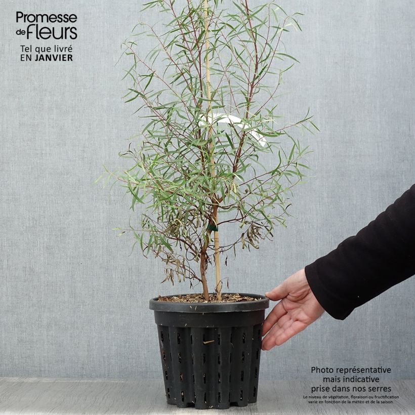 Eucalyptus pulchella ou linearis - Gommier menthe poivrée blanche - Pot de 4L/5L Ejemplar entregado en invierno