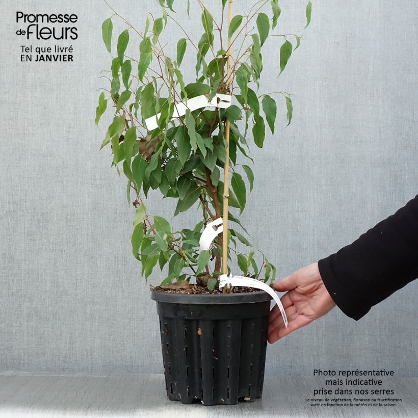 Eucalyptus regnans - Eucalyptus géant, Gommier royal - Pot de 4L/5L Ejemplar entregado en invierno