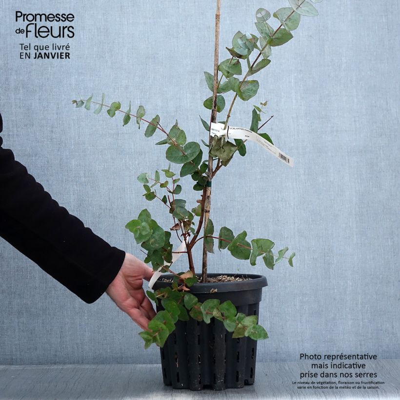 Eucalyptus risdonii - Gommier de Risdon - Pot de 4L/5L Ejemplar entregado en invierno