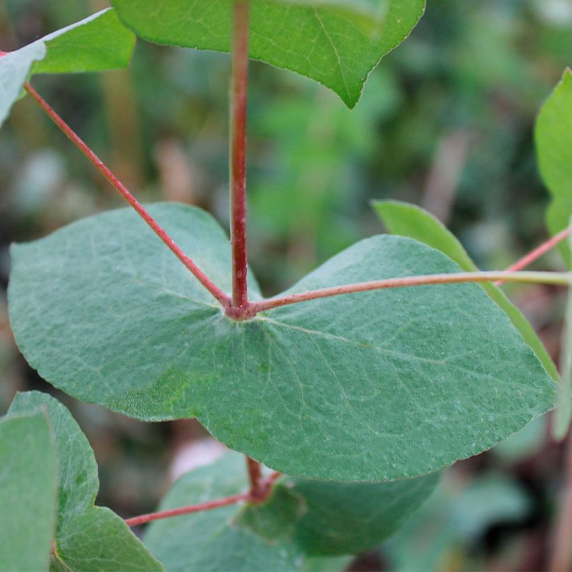 Eucalyptus risdonii (Follaje)