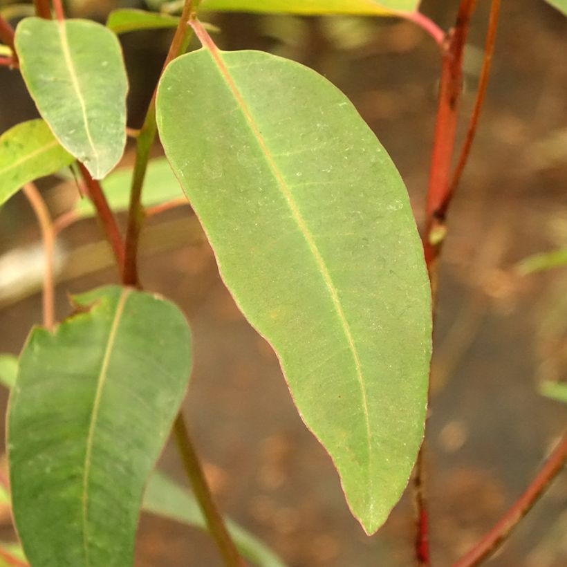 Eucalyptus robusta (Follaje)