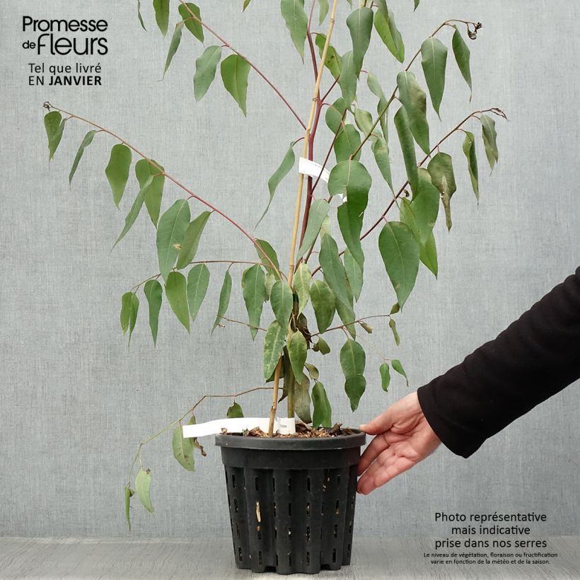 Eucalyptus robusta - Eucalyptus acajou des marais, Gommier robuste - Pot de 4L/5L Ejemplar entregado en invierno