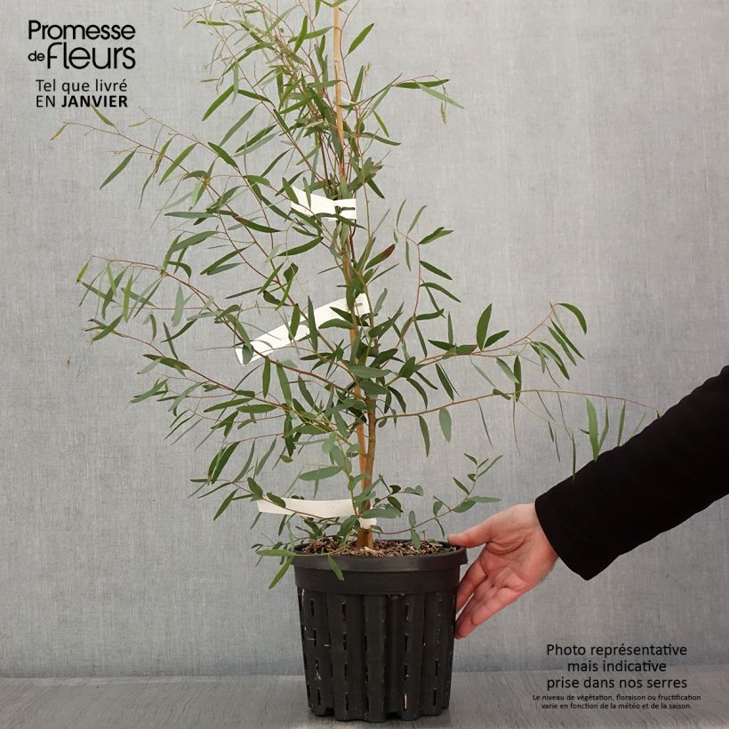 Eucalyptus rodwayi - Eucalyptus ou Gommier des marais - Pot de 4L/5L Ejemplar entregado en invierno