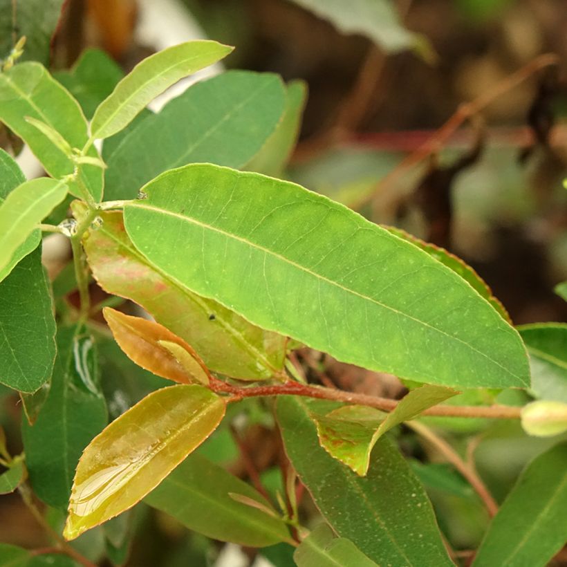 Eucalyptus saligna - Eucalipto de hoja de sauce (Follaje)