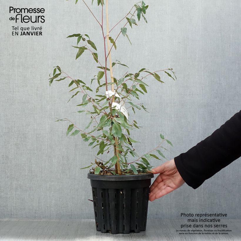 Eucalyptus saligna -  Gommier bleu de Sydney - Pot de 4L/5L Ejemplar entregado en invierno