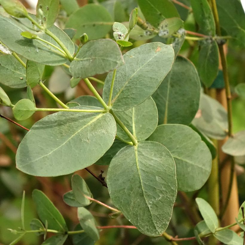 Eucalyptus saxatilis (Follaje)