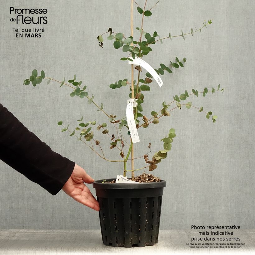 Eucalyptus saxatilis - Mallée des rochers - Pot de 4L/5L Ejemplar entregado en la primavera