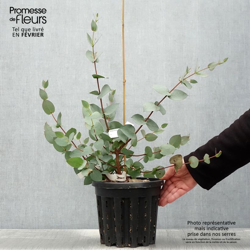 Eucalyptus stellulata Pot de 3L/4L Ejemplar entregado en invierno