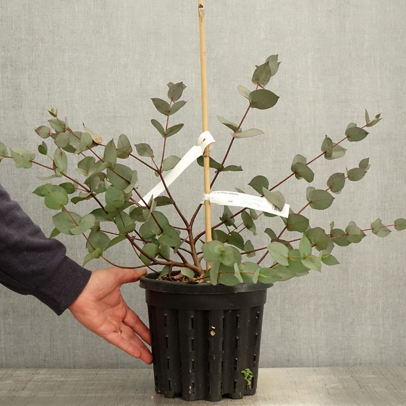 Eucalyptus stellulata Pot de 3L/4L Ejemplar entregado en la primavera