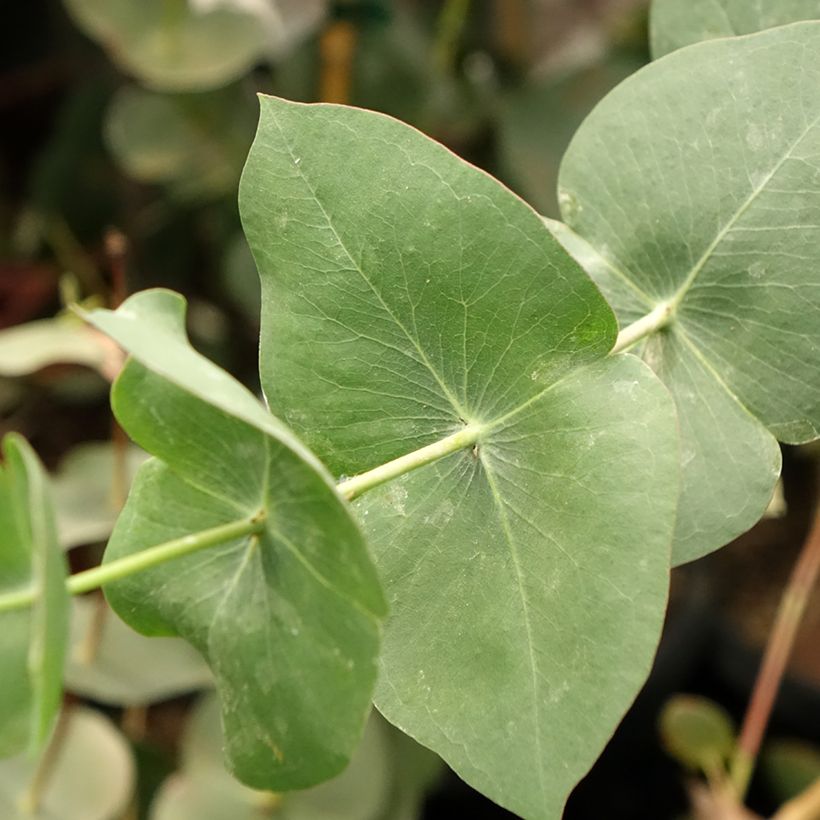 Eucalyptus sturgissiana (Follaje)