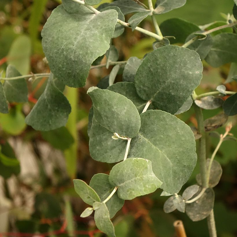 Eucalyptus urnigera f.glaucus (Follaje)