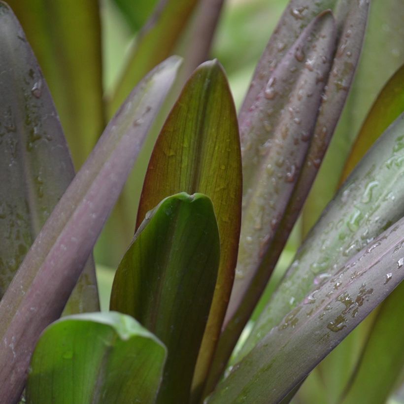 Eucomis Burgundy Wine - Flor de la piña (Follaje)