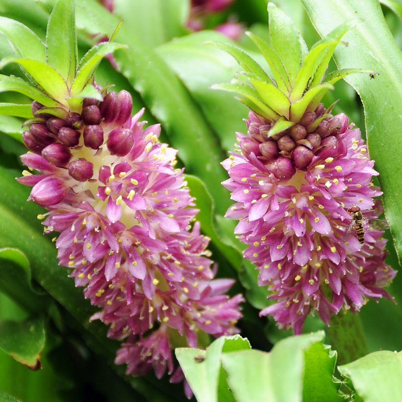 Eucomis comosa Sparkling Burgundy - Flor de la piña (Floración)