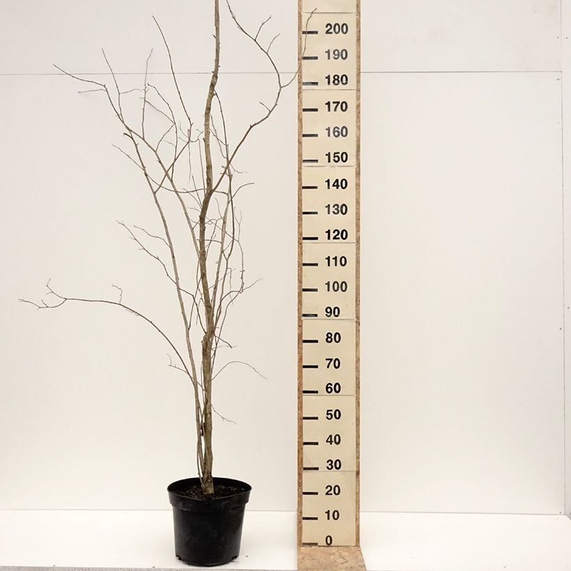 Eucommia ulmoides - árbol de la gutapercha Maceta 12L/15LAltura de entrega aprox. 270/+cm Ejemplar entregado en invierno