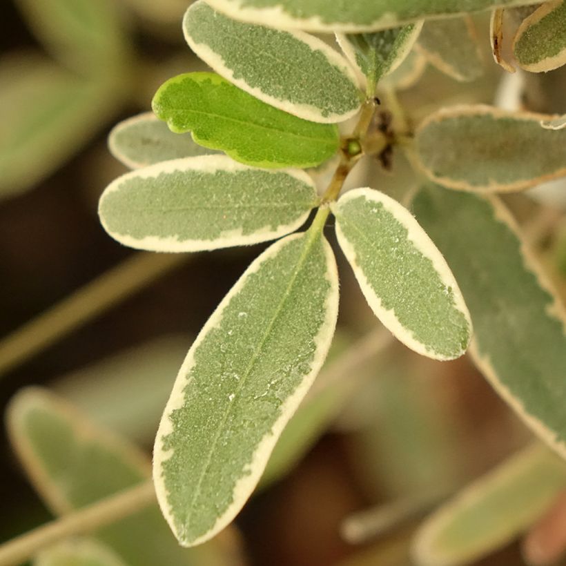 Eucryphia lucida Gilt Edge (Follaje)