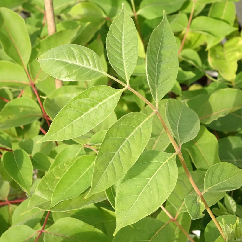 Tetradium daniellii - Árbol de las abejas (Follaje)