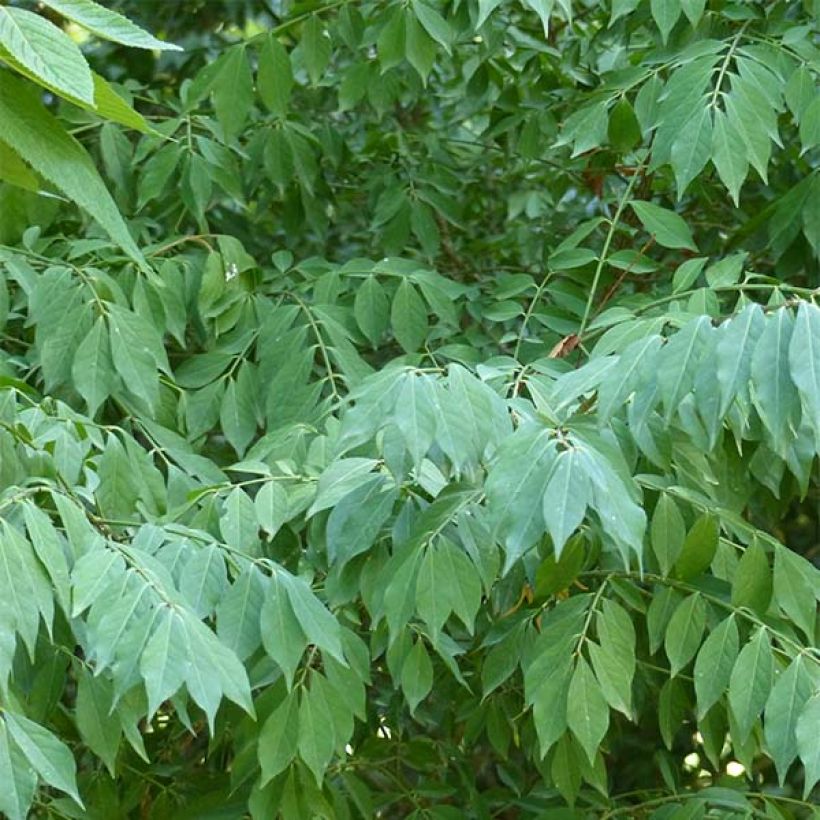 Euonymus alatus - Evónimo alado (Follaje)