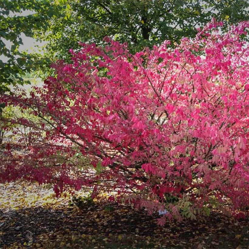 Euonymus alatus - Evónimo alado (Porte)