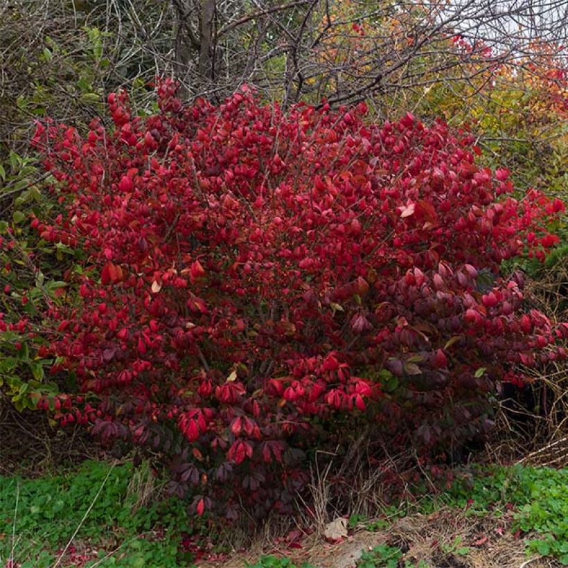 Euonymus alatus Compactus - Evónimo alado (Porte)