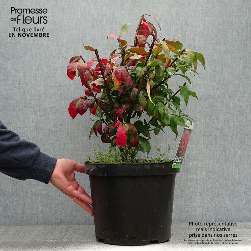 Ejemplar de Euonymus alatus - Fusain ailé en pot de 7,5L/10L entregado en otoño