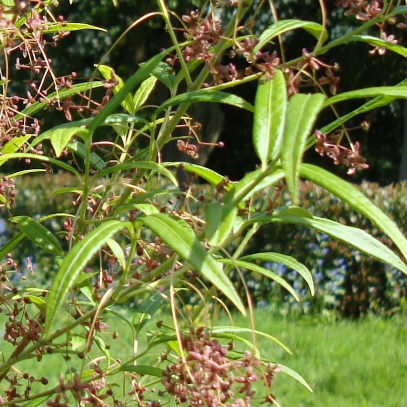 Euonymus clivicolus var. rongchuensis - Evónimo (Follaje)