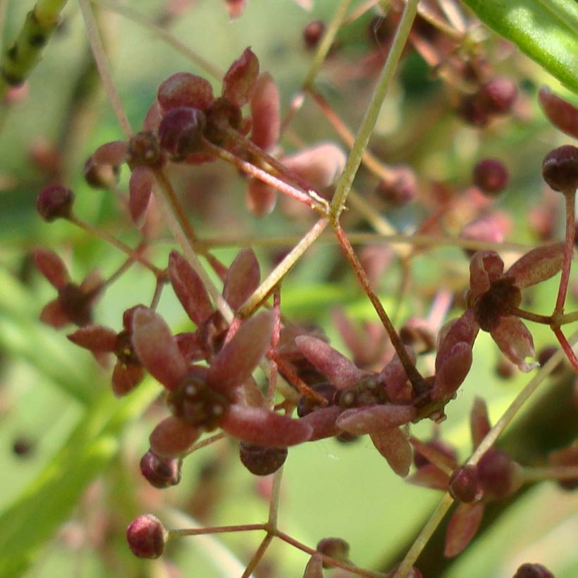 Euonymus clivicolus var. rongchuensis - Evónimo (Floración)