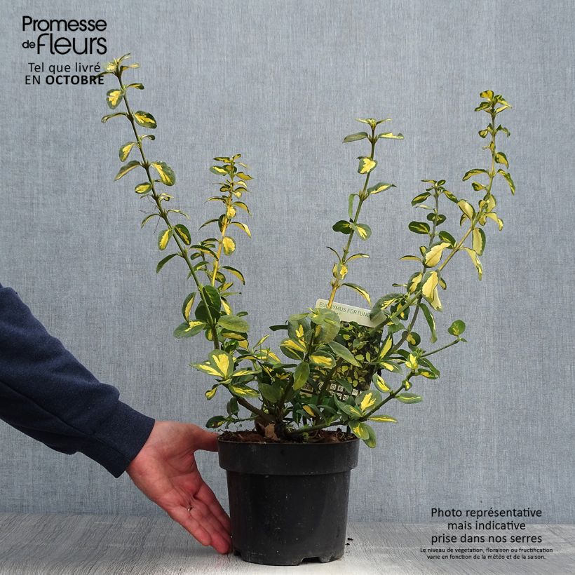 Ejemplar de Euonymus fortunei Blondy - Fusain persistant panaché Pot de 2L/3L entregado en otoño