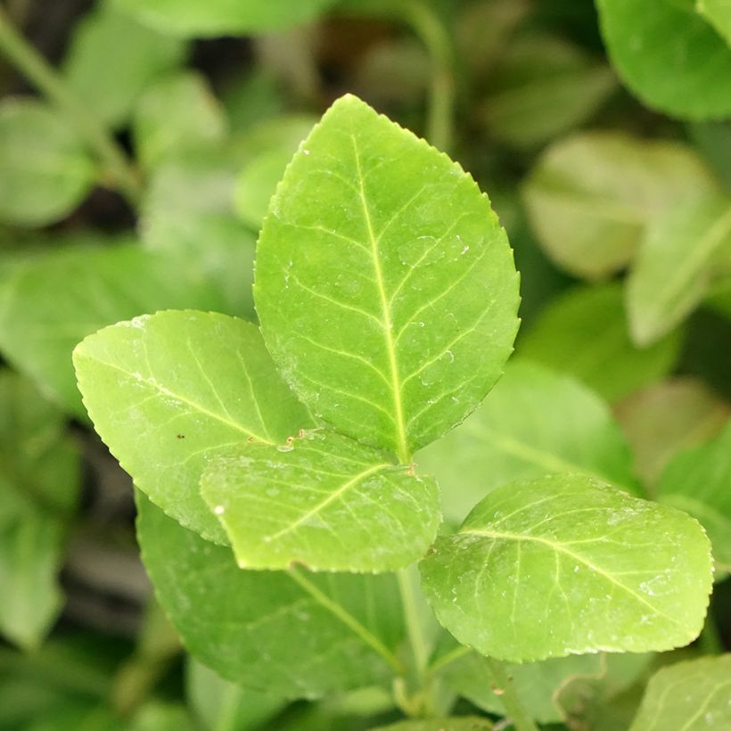 Huso de la fortuna Dart's Blanket- Euonymus fortunei (Follaje)