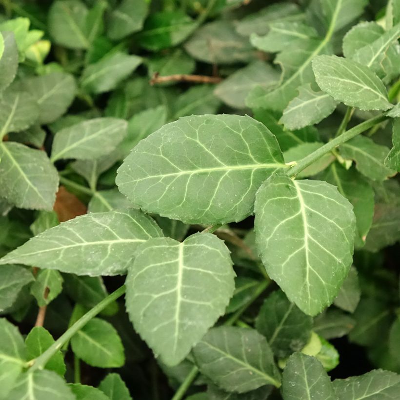 Huso de la fortuna Dart's Blanket- Euonymus fortunei (Follaje)