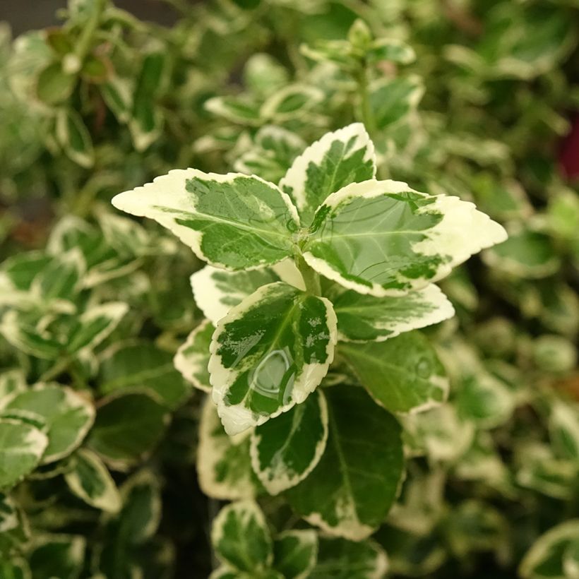 Huso de la fortuna Emerald Gaiety- Euonymus fortunei (Follaje)