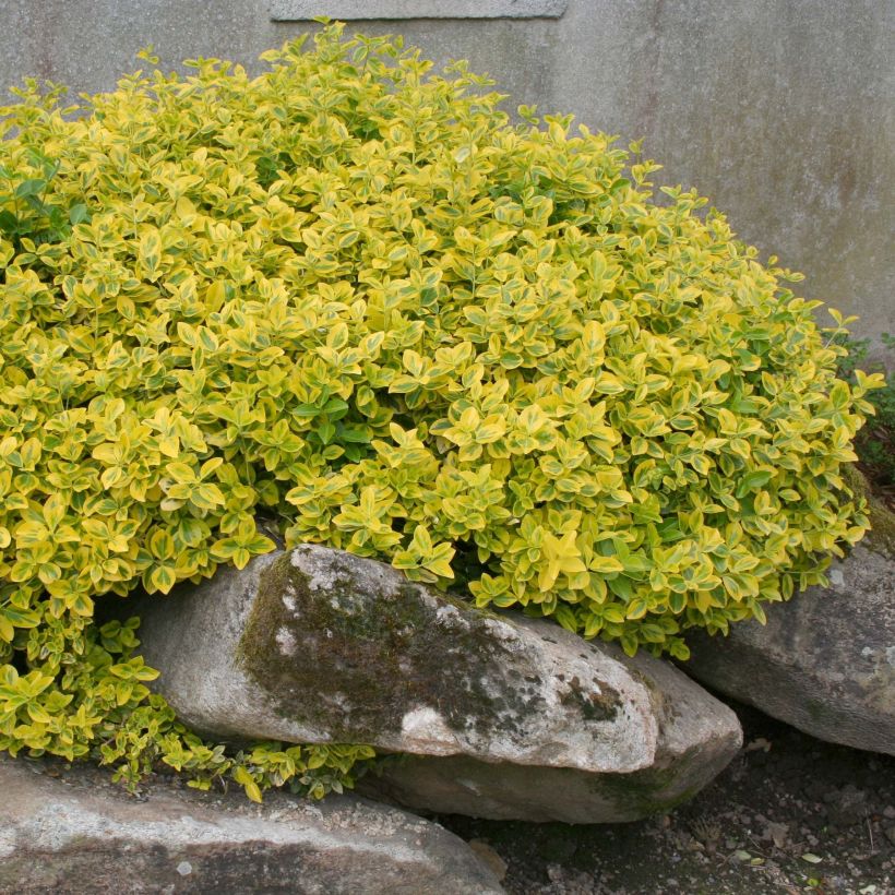 Huso de la fortuna Emerald 'n gold- Euonymus fortunei (Porte)