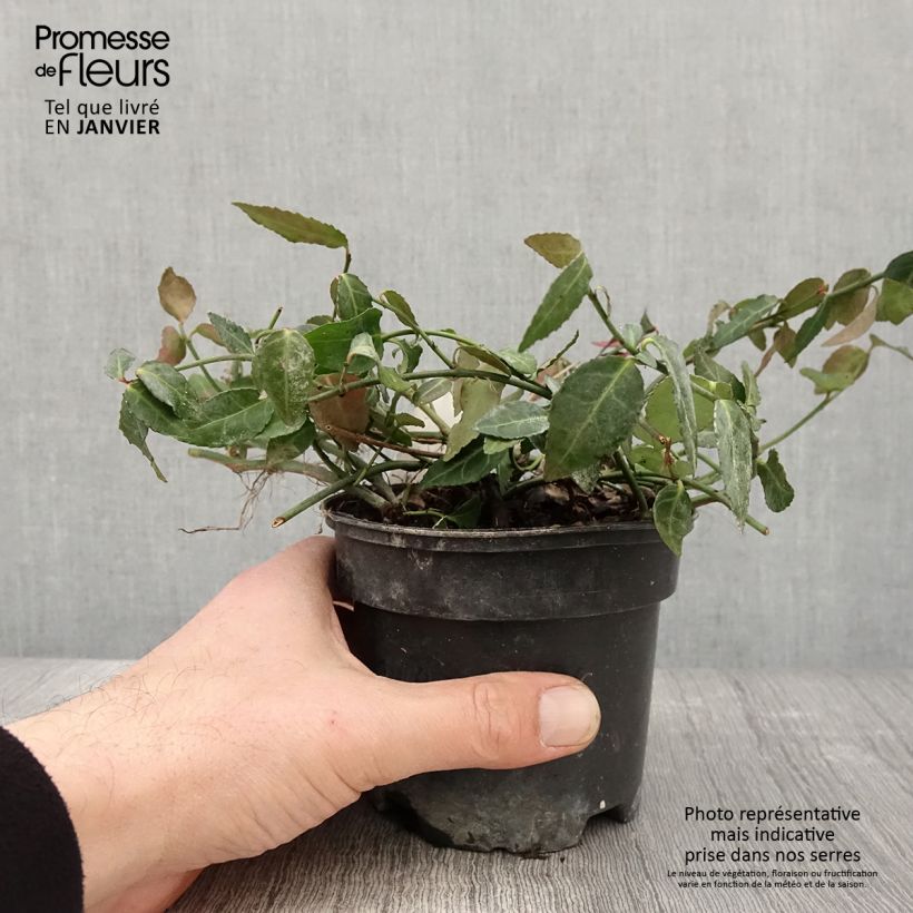 Euonymus fortunei Radicans - Fusain rampant Pot de 1L/1,5L Ejemplar entregado en invierno