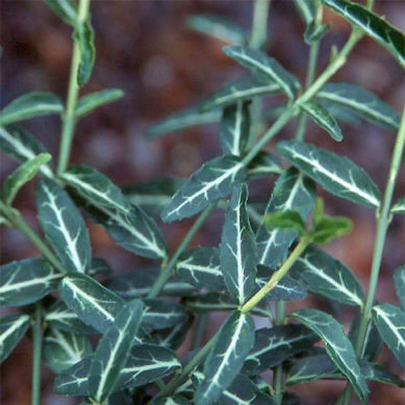 Huso de la fortuna var. radicans Wolong Ghost- Euonymus fortunei (Follaje)