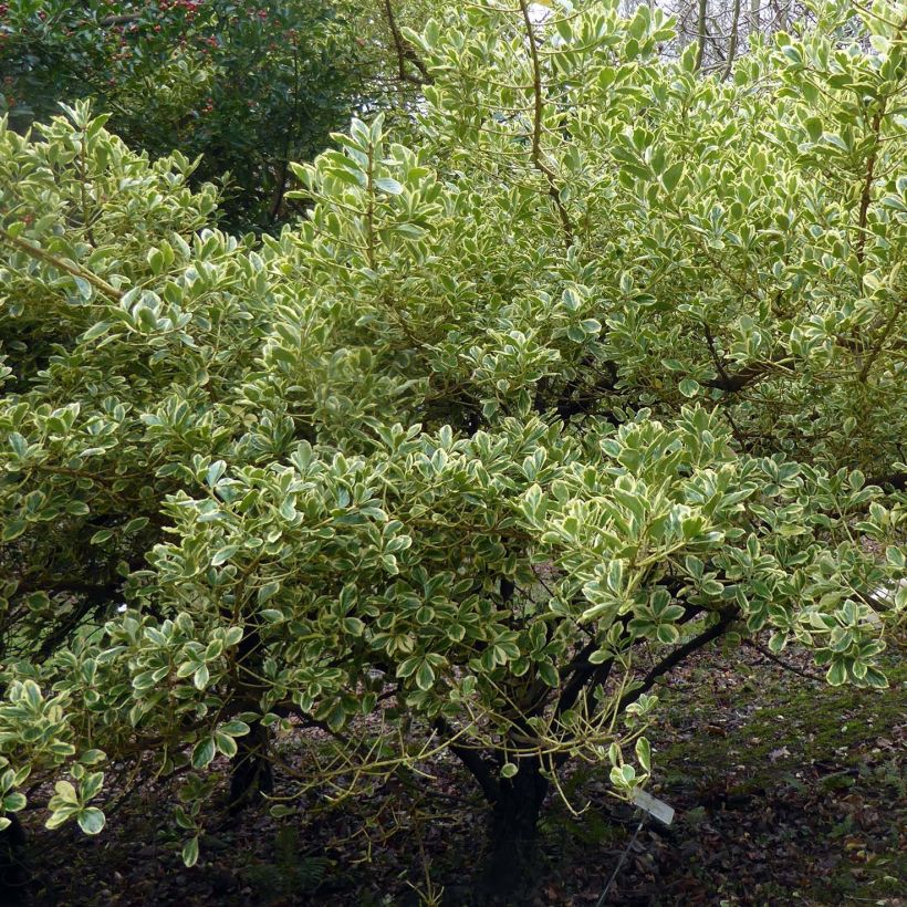 Evónimo Duc d'Anjou - Euonymus japonicus (Porte)