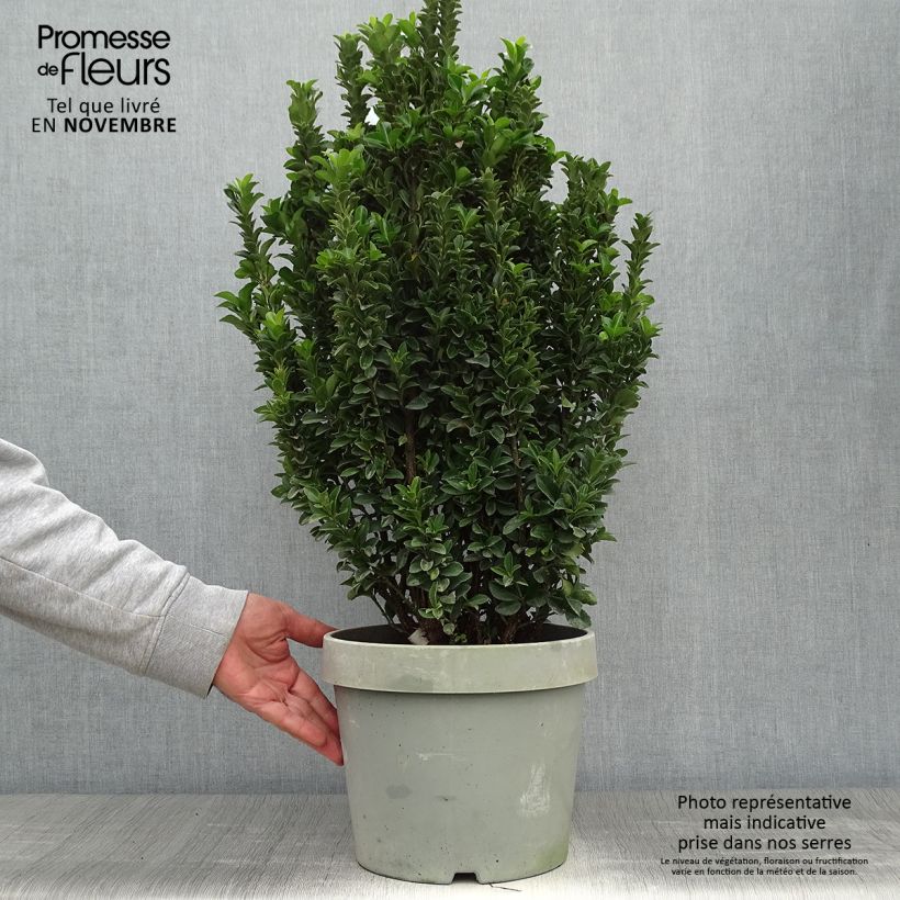 Ejemplar de Euonymus japonicus Paloma Blanca - Fusain du Japon en pot de 7,5l/10l entregado en otoño