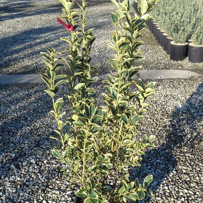 Evónimo Silver King - Euonymus japonicus (Follaje)