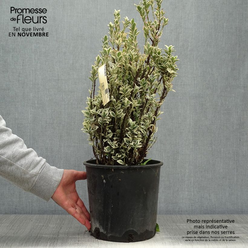 Ejemplar de Euonymus japonicus White Spire - Fusain du Japon en pot de 7,5L/10L entregado en otoño