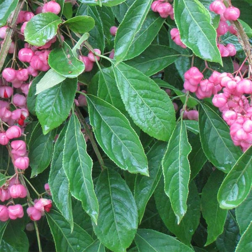 Euonymus phellomanus - Evónimo (Follaje)