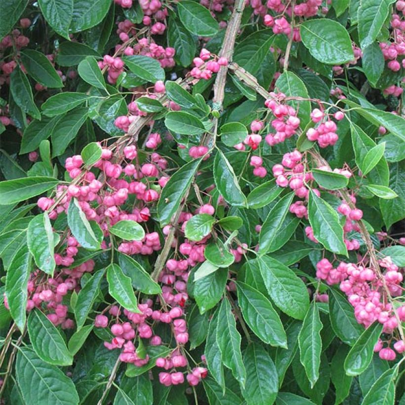 Euonymus phellomanus - Evónimo (Floración)