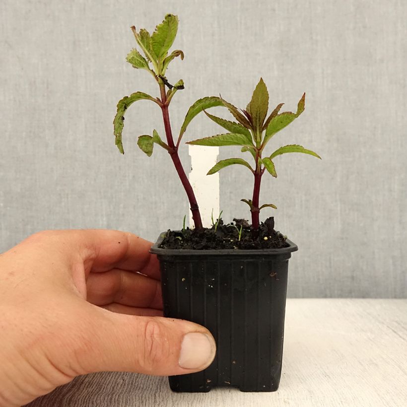 Eupatorium hybride Baby Joe - Eupatoire - Godet de 8/9 cm Ejemplar entregado en la primavera