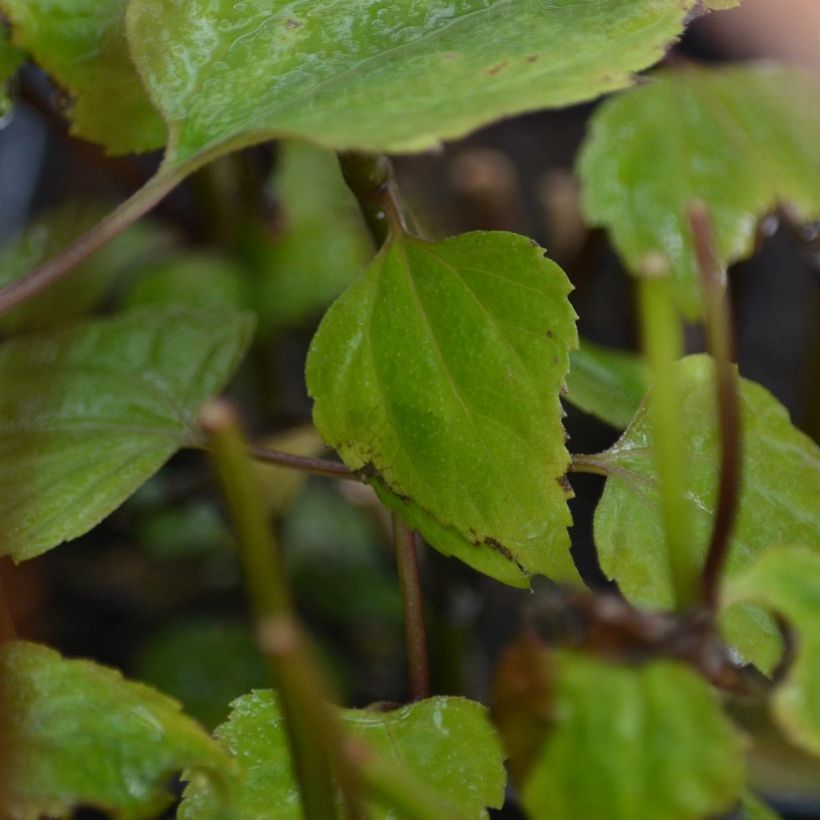 Eupatorium rugosum Braunlaub (Follaje)