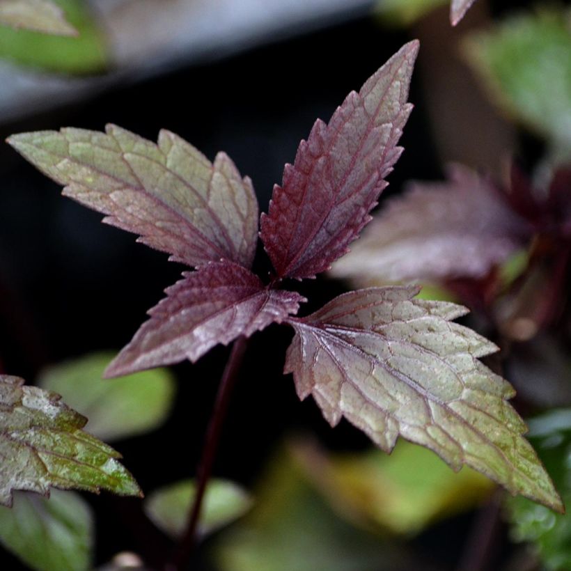 Eupatorium altissima Chocolate (Follaje)