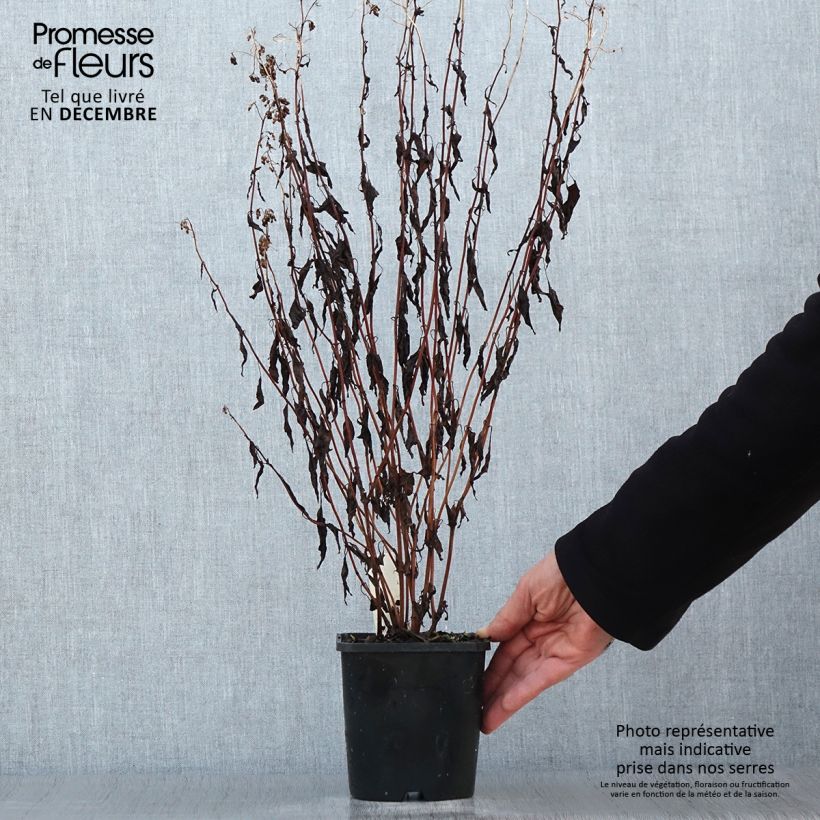 Eupatorium rugosum Chocolate ou Ageratina altissima - pot de 1.5L/2L Ejemplar entregado en invierno