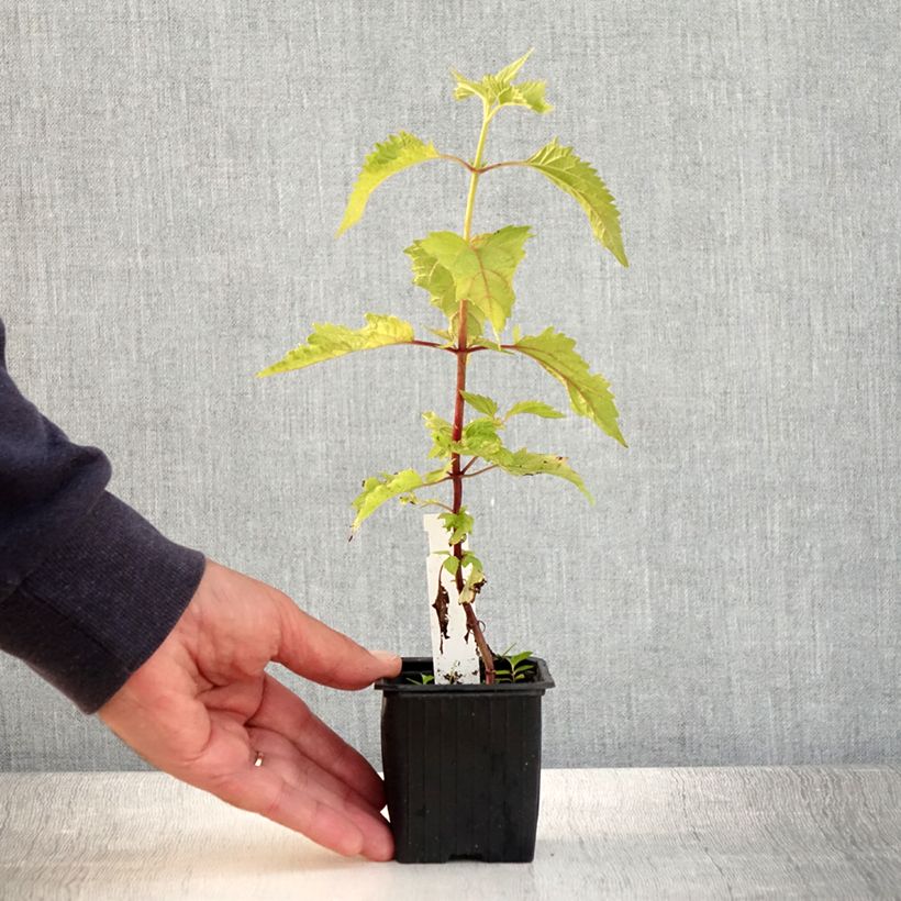 Ejemplar de Eupatorium rugosum, Eupatoire Godet de 8 cm entregado en verano