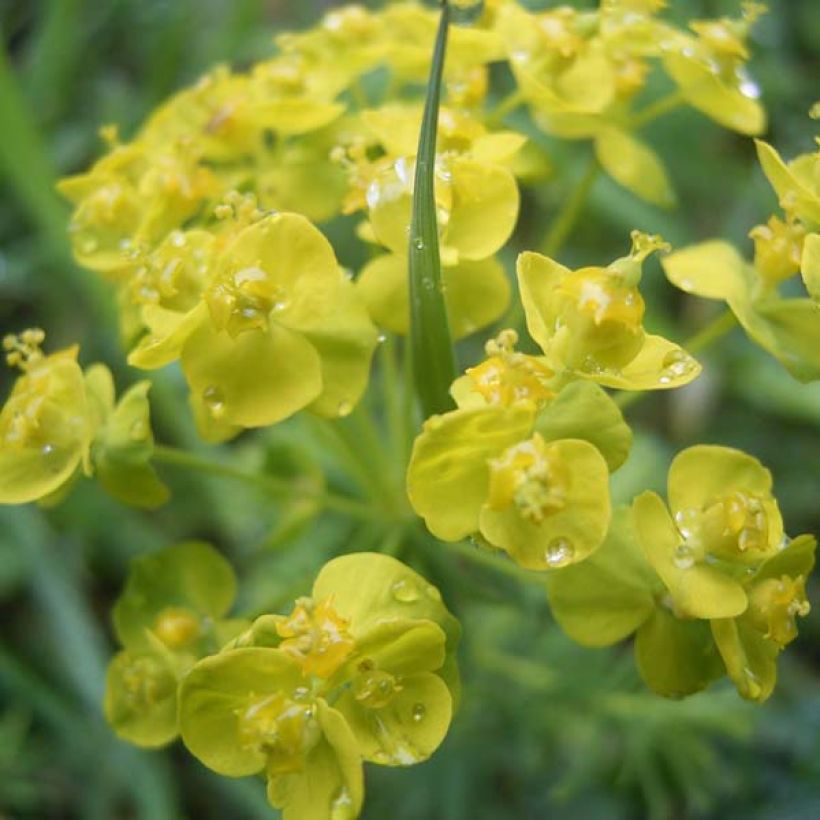 Euphorbia cyparissias - Euforbia ciprés (Floración)