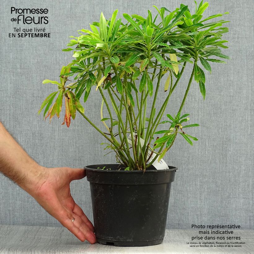 Ejemplar de Euphorbe mellifère - Euphorbia mellifera Pot de 2L/3L entregado en otoño