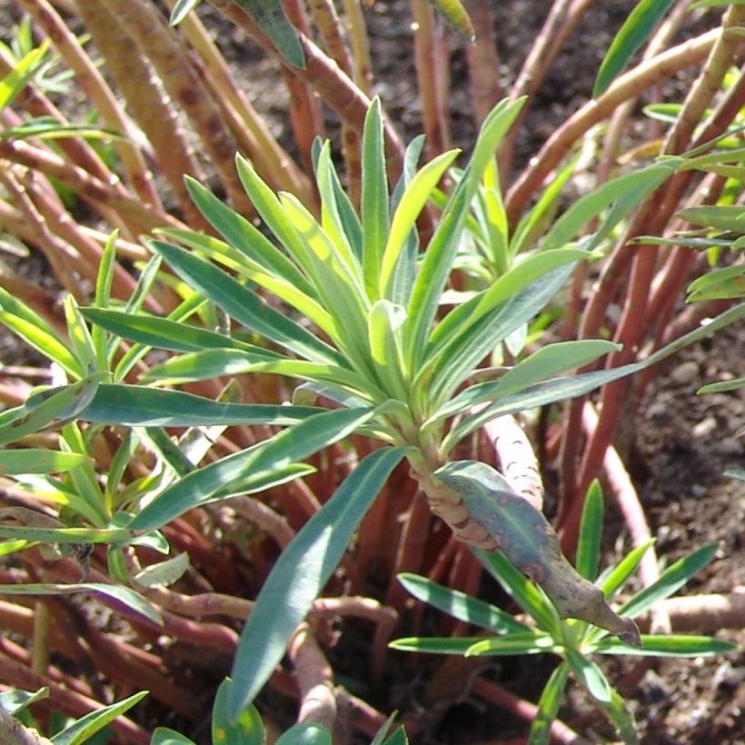 Euforbio mediterráneo Black Pearl - Euphorbia characias (Follaje)