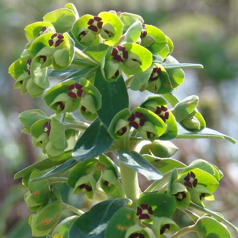 Euforbio mediterráneo Black Pearl - Euphorbia characias (Floración)