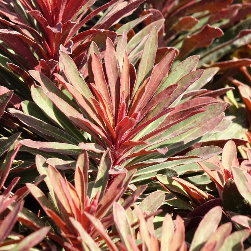 Euforbio mediterráneo Miners Merlot - Euphorbia characias (Follaje)